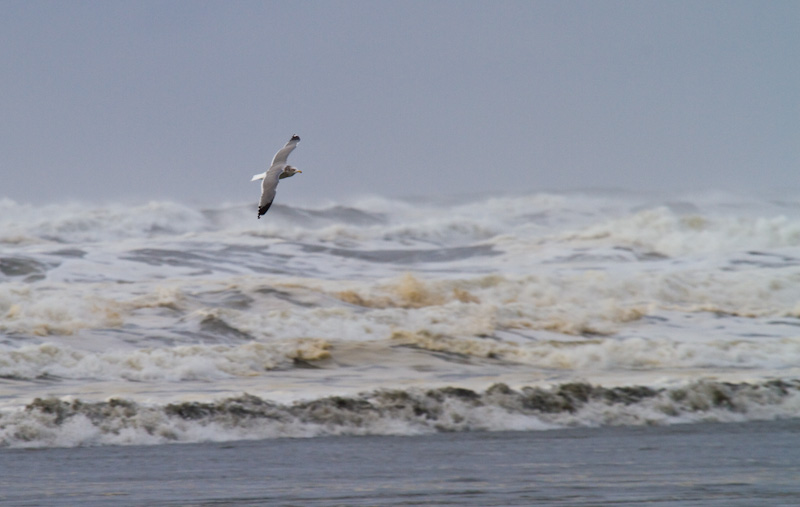 Gull In Flight